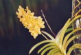 /album/flore-et-paysages/g46-jpg/