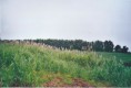 /album/flore-et-paysages/g57-jpg/